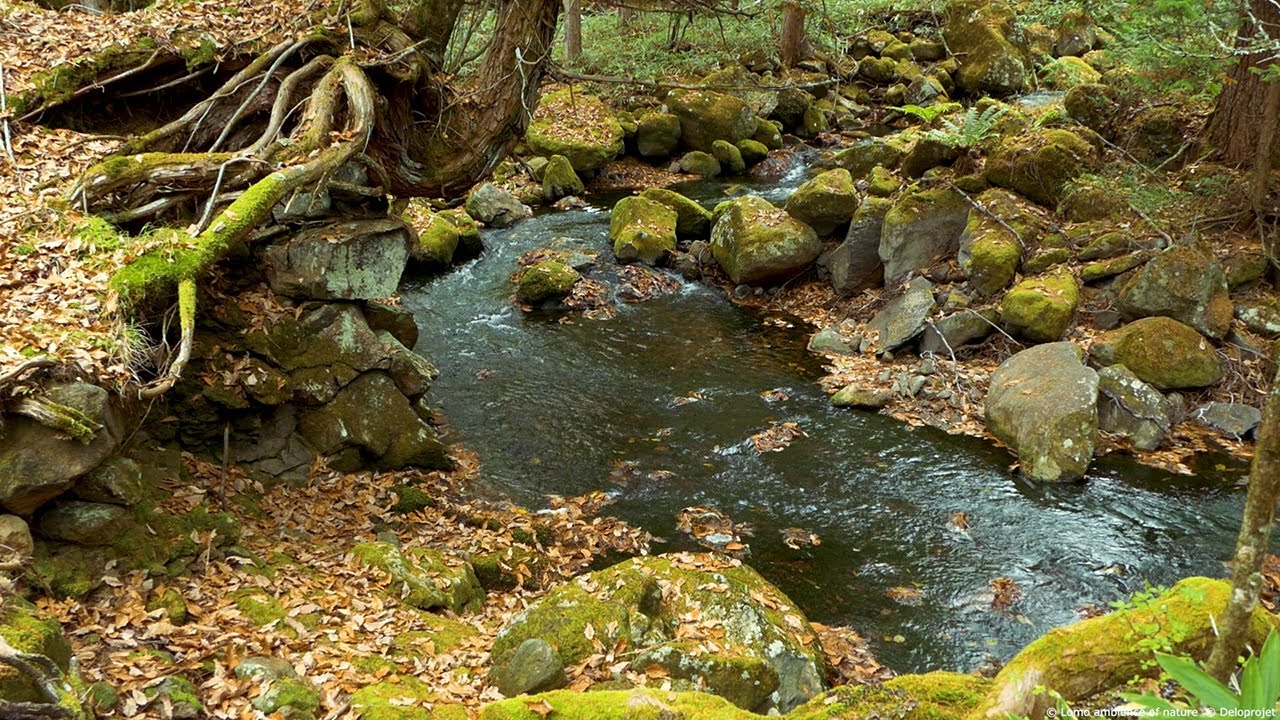 Beautiful Nature River flowing through the forest, Relaxing River Sounds, relaxing sounds Ep.69