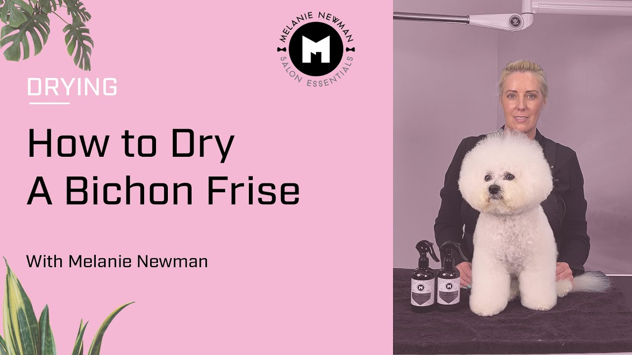 How to dry a Bichon Frise.