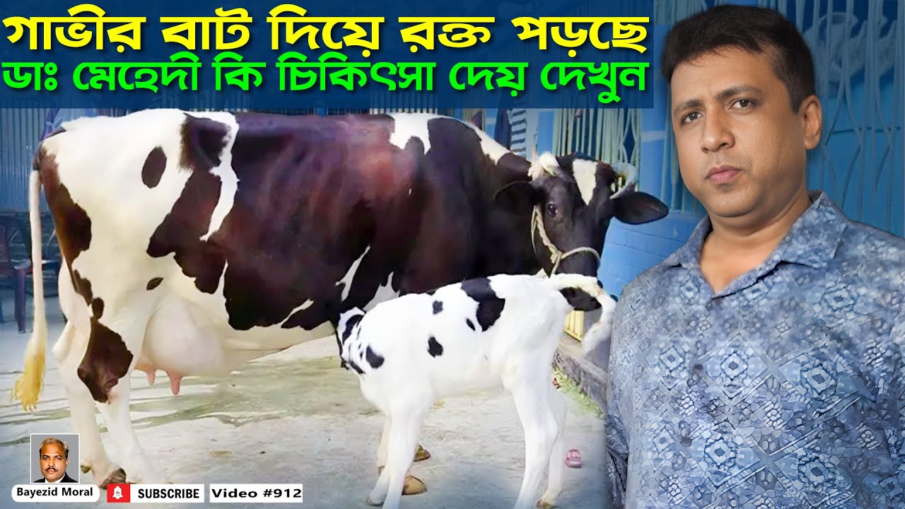 গাভীর বাট দিয়ে রক্ত পড়ছে | ডাঃ মেহেদী কি চিকিৎসা দেয় দেখুন | babu dairy khamar | Bayezid Moral