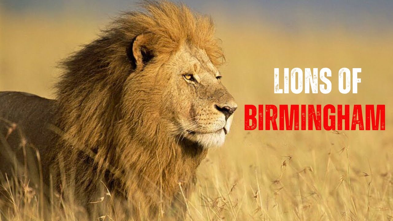 The Rise and Fall of the Birmingham Lions: The True Story of the Coalition in Sabi Sand