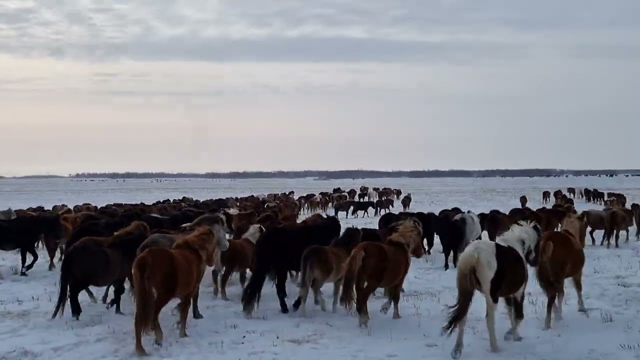 әр қазақтың арманы - мың бас жылқы. Мечта казаха - 1000 голов лошадей. #лошади #Жылқы