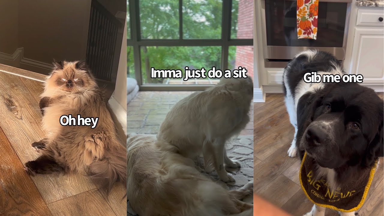 Shenanigans With My Animals