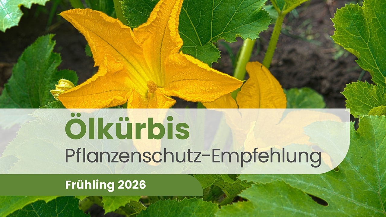 Ölkürbis 2026 – Herbizid- & Pflanzengesundheits | Pflanzenschutz Beratung