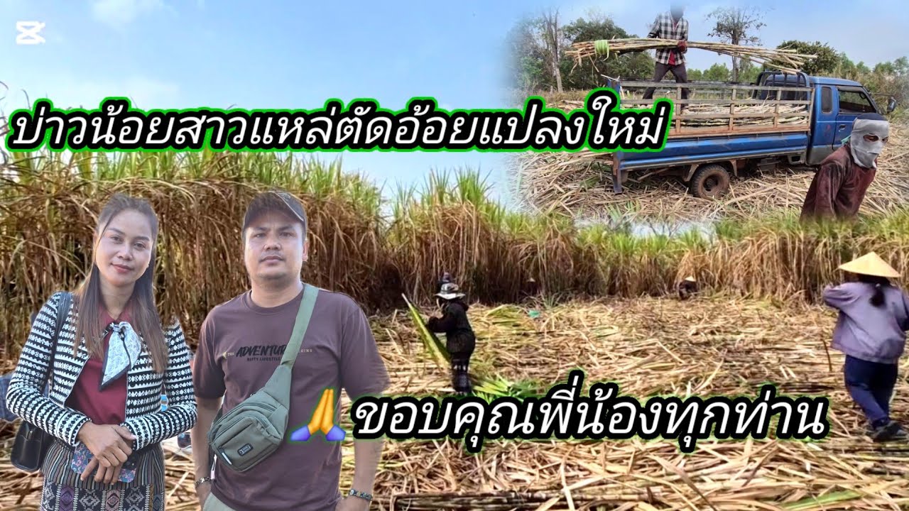 บ่าวน้อยสาวแหล่ ตัดอ้อยแปลงที2 26 กุมภาพันธ์ ค.ศ. 2026