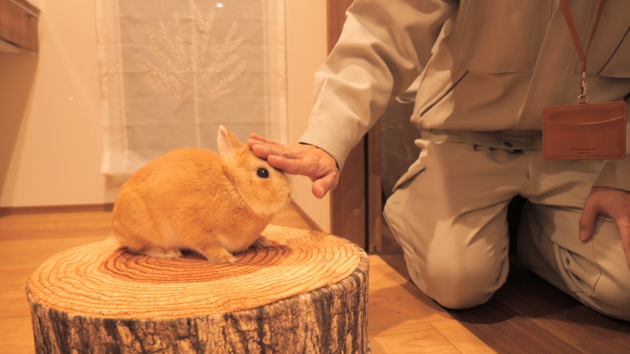 知らない人に頭を撫でられた時のウサギの反応が可愛すぎました【No.970】