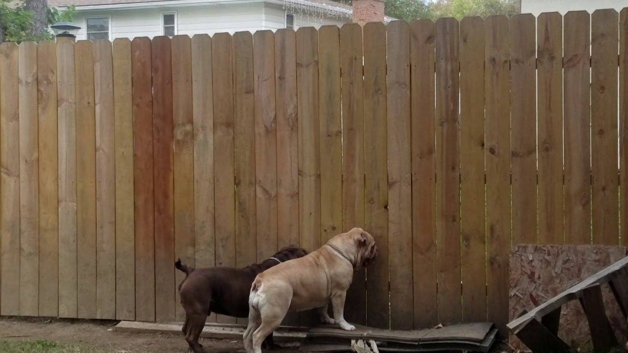 Campeiro buldogue aka Brazilian bulldog @raresupremecampeirobuldogue.com