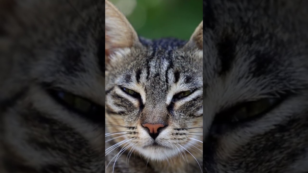 MRUCZENIE KOTA 🐈🐱😻🥰❤️ #kot #cat #kitty #koty #shorts #tiktok #cats #kotek #beautyful