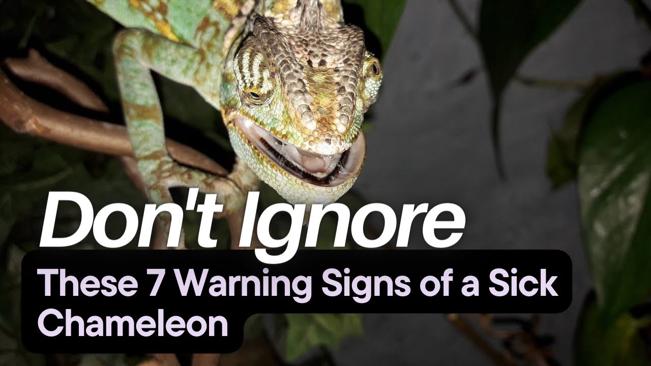7 Signs of a Sick Chameleon