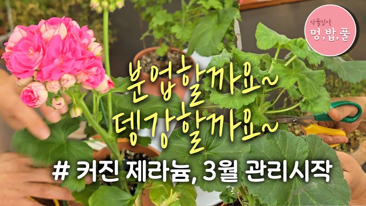제라늄,3월 관리법 #3월분업 #3월분갈이 #3월뎅강 #geranium #pelargonium #멍밥풀제라늄