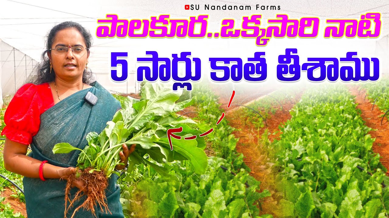 Organic Spinach Farming Telugu | పాలకూరలో 5 సార్లు కాత తీశాము #OrganicSpinach #organicfarming