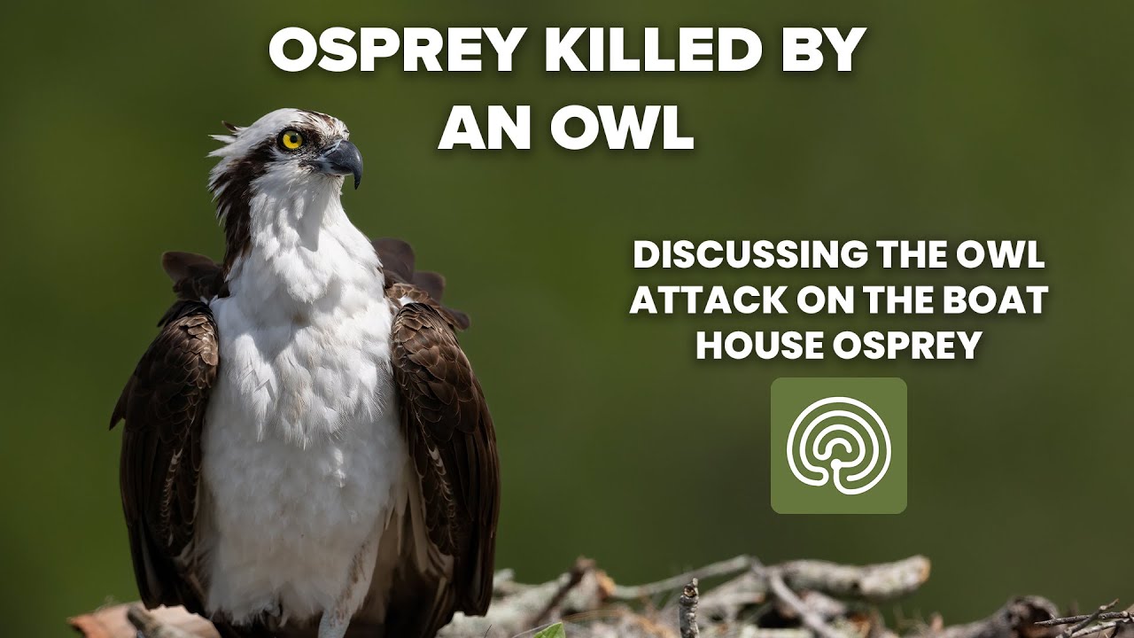 Discussing the Owl Attack on the Boat House Osprey (Graphic)