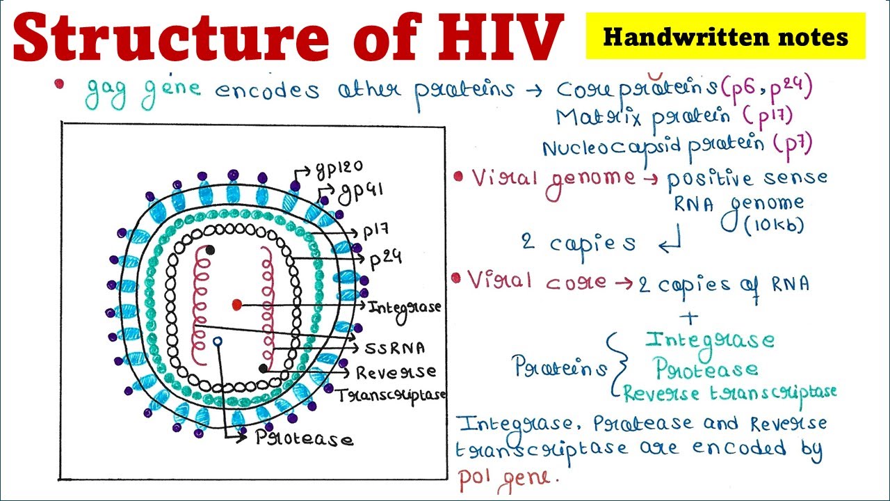 Structure of HIV