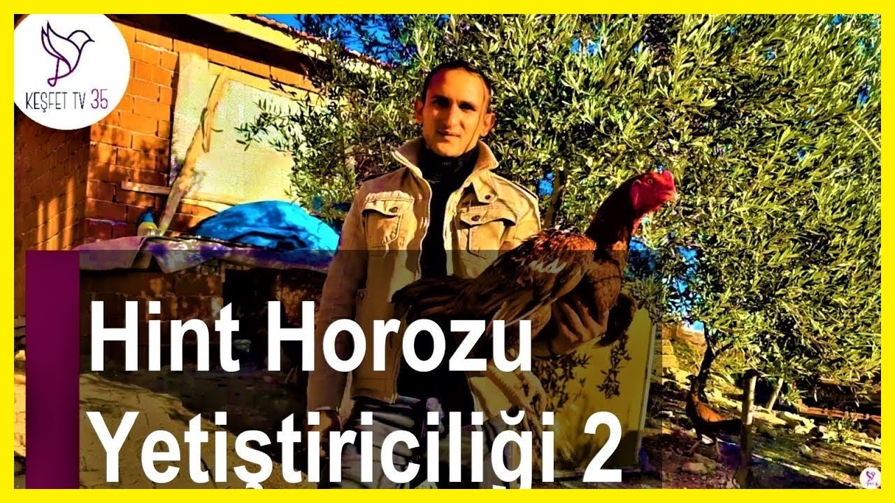 HİNT HOROZU NASIL BESLENİR? | HİNT HOROZU | HİNT HOROZU YETİŞTİRİCİLİĞİ