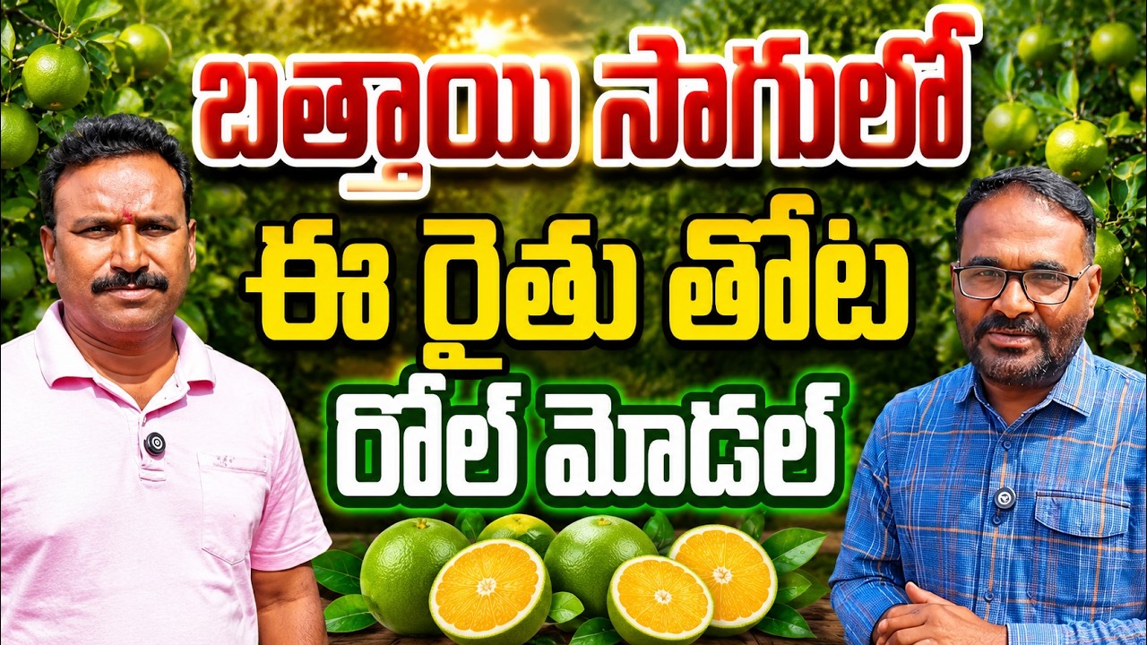 బత్తాయిలో 120 టన్నుల దిగుబడి నా టార్గెట్ | organic mosambi farming | bhumiputhra telugu