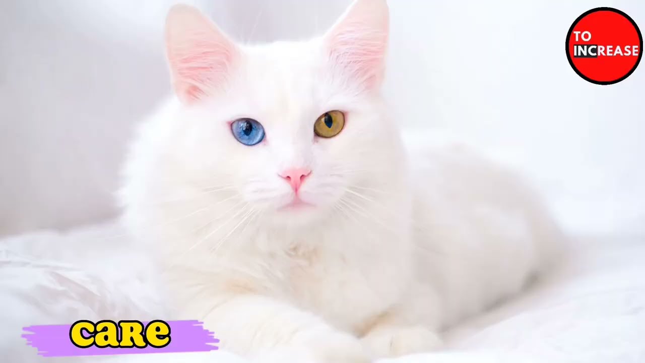 Turkish Angora Cat the Intelligent Personality Domestic Cat breed - To Increase