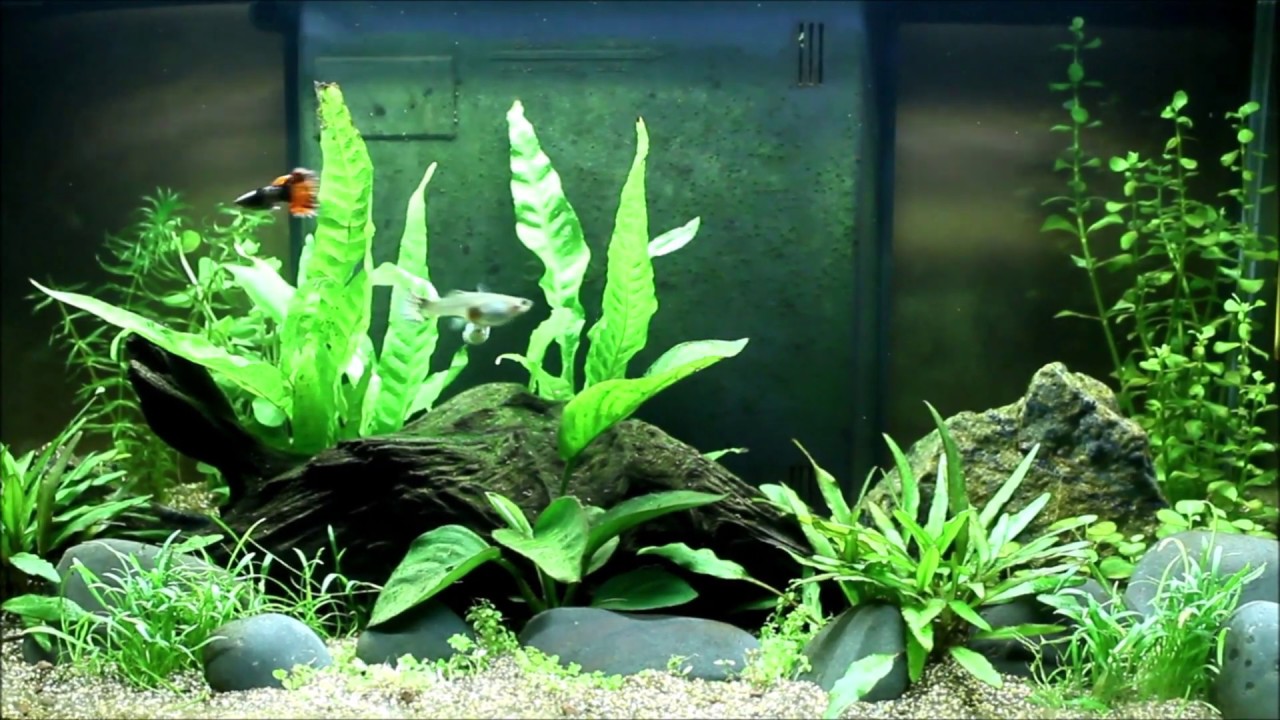 ACQUARIO ASKOLL 60L #2