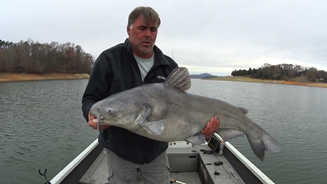 Catalytic Converters and Catfish