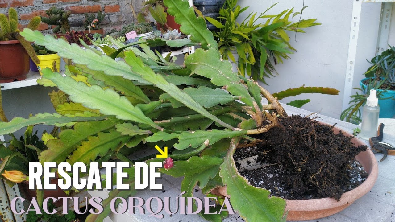 NUEVO Rescatando mi Cactus Orquídea | Fabi Plantas #jardinería