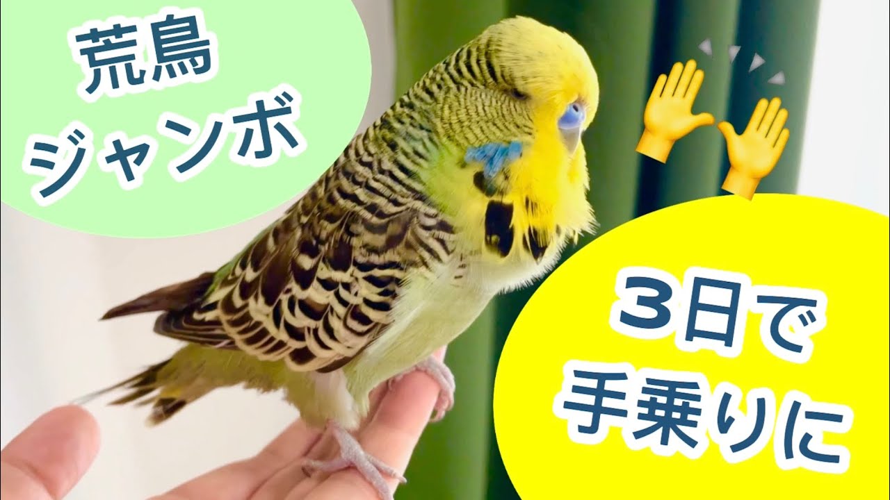 【ジャンボセキセイインコ】3日で手乗りになった荒鳥