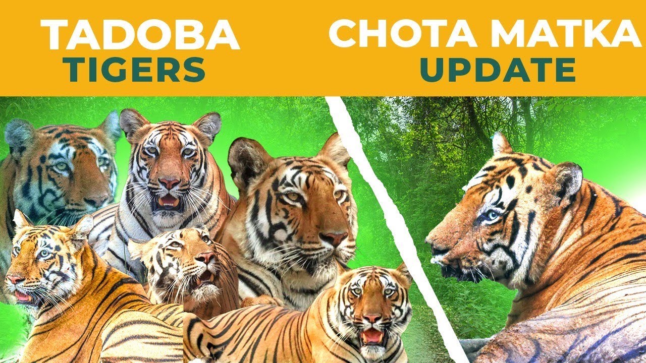 Tadoba Tigers + CHOTA MATKA Update