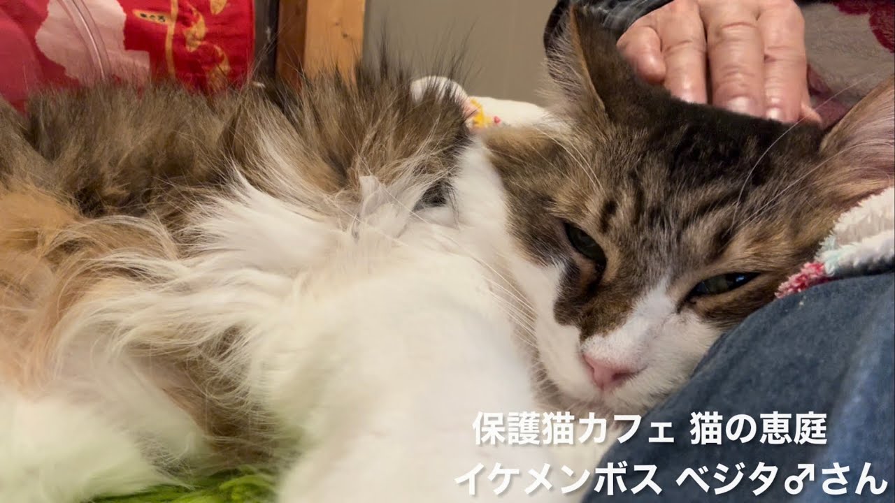 保護猫カフェ 猫の恵庭 ベジタ♂さん 2026/02