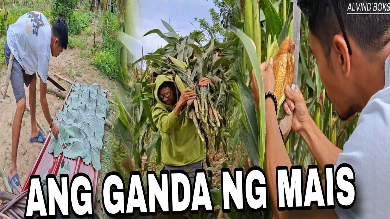 Buhay Probinsya! Pag Harvest Ng Mais Para Gawing Binaki! At Ang Tataba Na Ng Takway! 