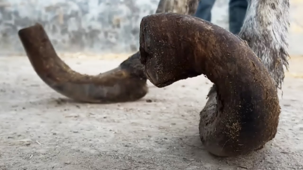 Donkey's Hoof Has Grown Into A Conch! Cut Off The Big Hoof Quickly With A Knife【Asmr Hoof】