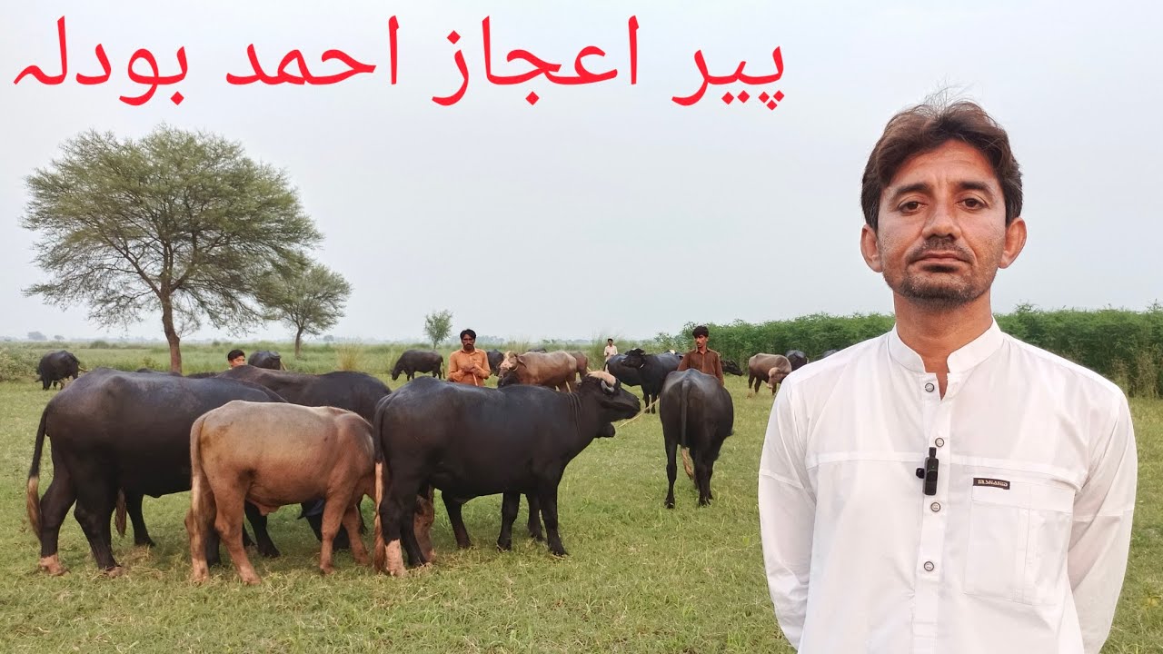 Pir Ijaz Ahmad Bodla Part 1|| Nili Old Bloodline Farm|| High Milking Buffaloes || Hafiz Azhar jutt