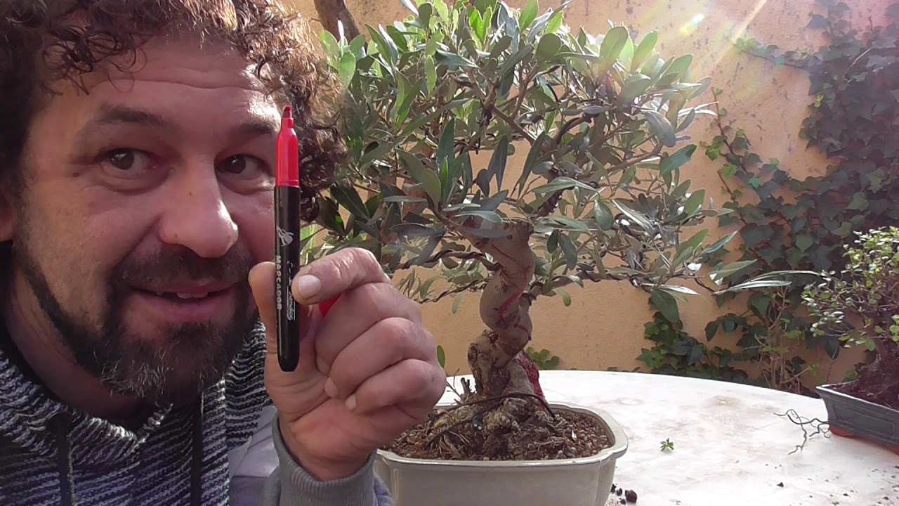 Cómo y por donde hacer un shari a un bonsai (MADERAS MUERTAS)
