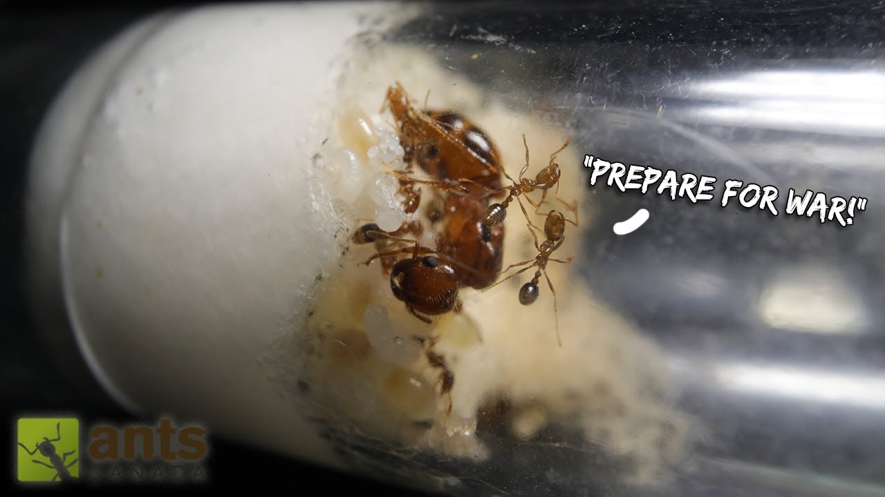 My Queen Fire Ant Is Planning an Attack (An Ant War is Coming)