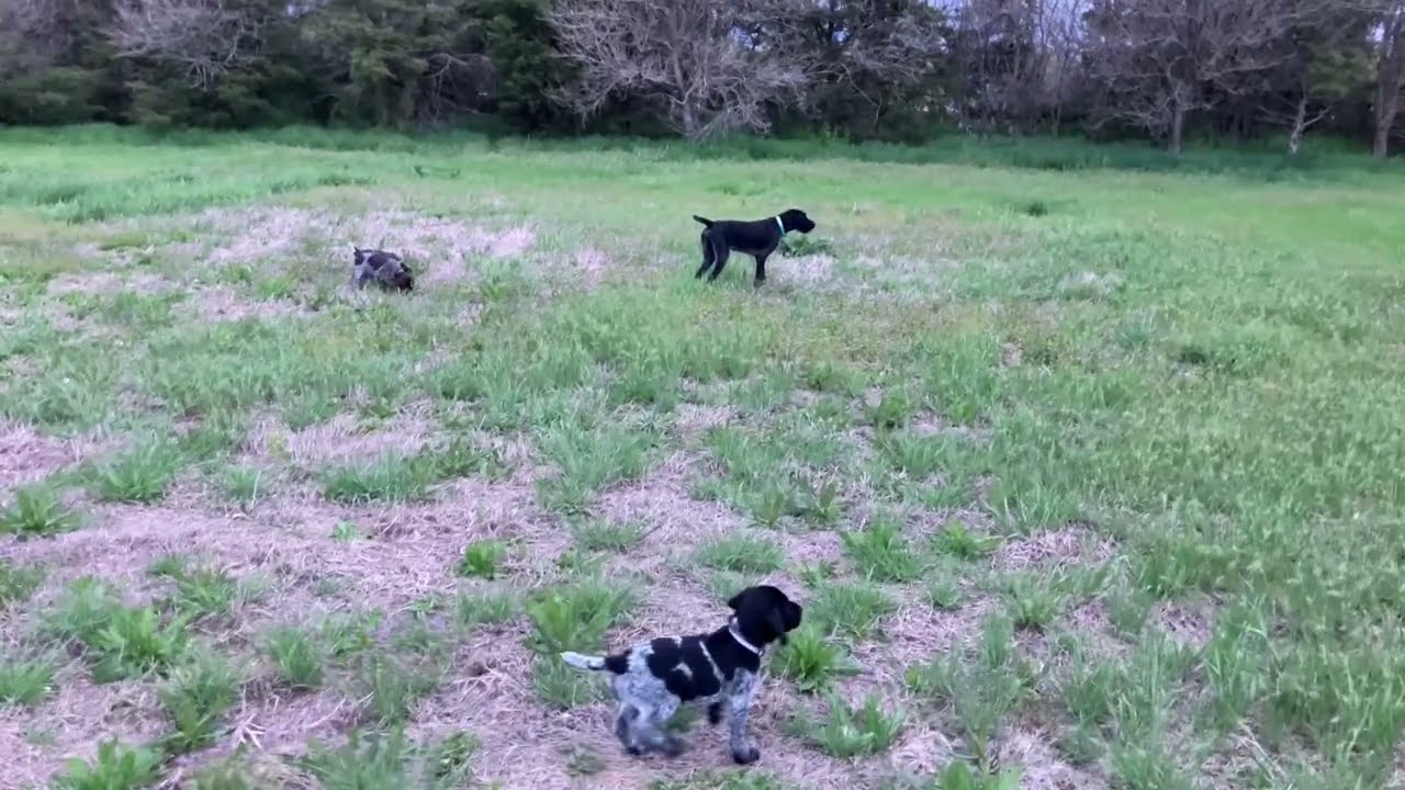 8-Week Old Drahthaar Pups Honoring