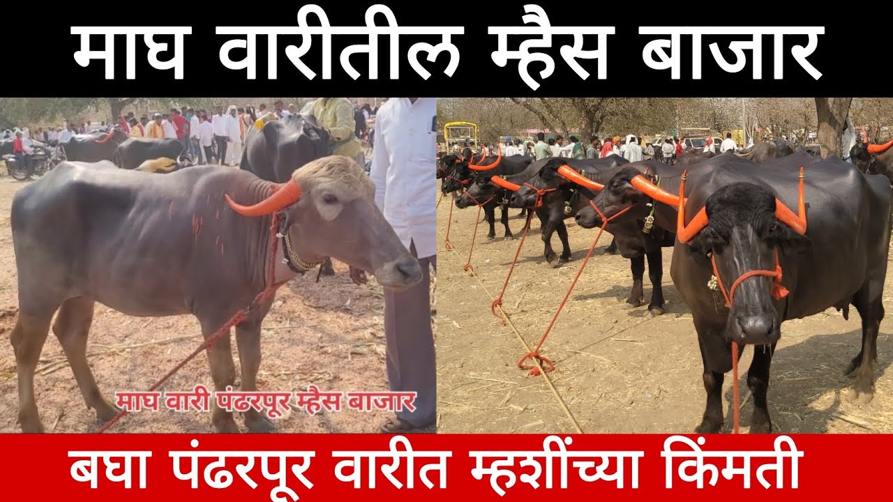 माघ वारी पंढरपूर येथील म्हैस बाजार,बघा वारीतील म्हशींच्या किंमती buffalo market in Maharashtra