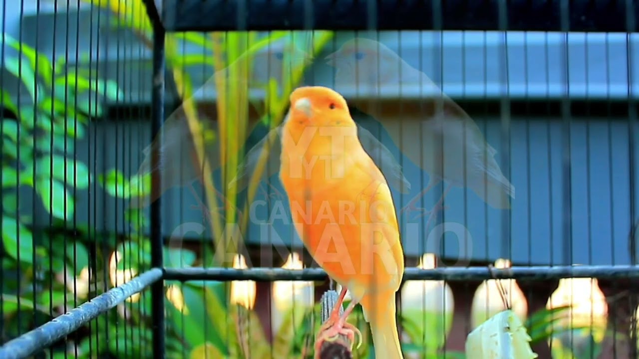 Canto lindo em HD do canário belga — perfeito para treinar e estimular o acasalamento! 255