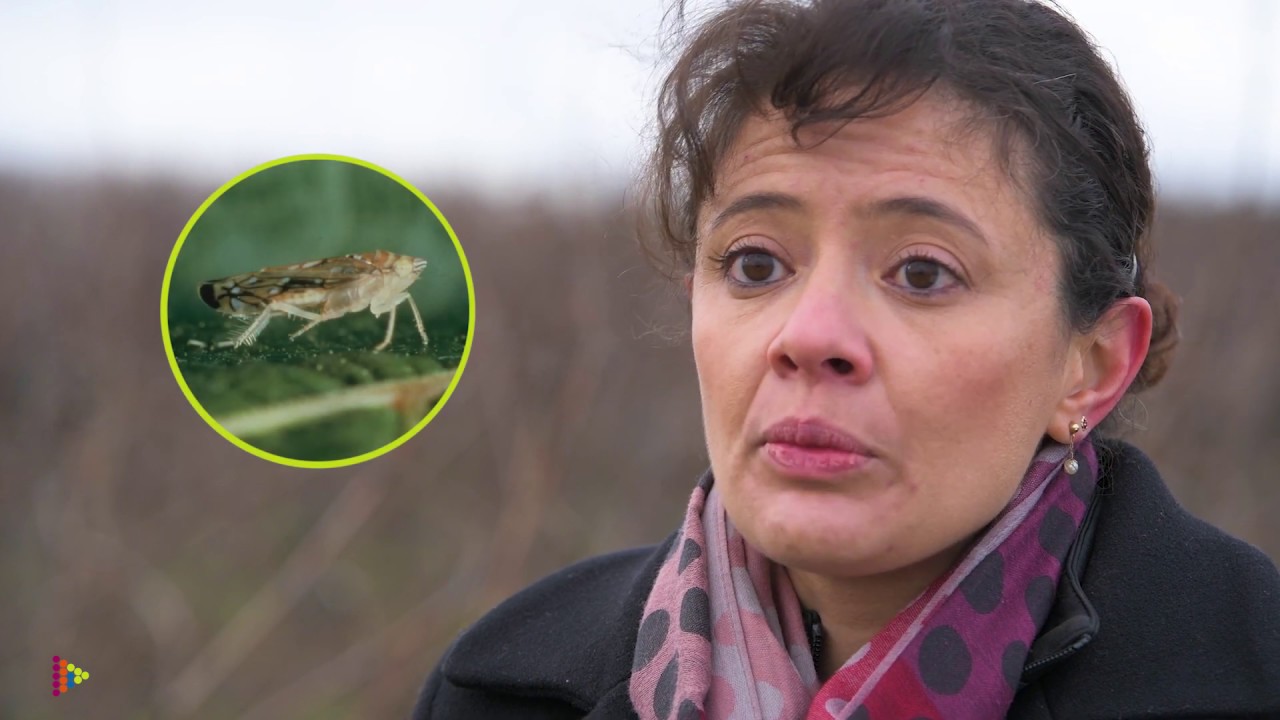 Les symptômes de la flavesccence dorée