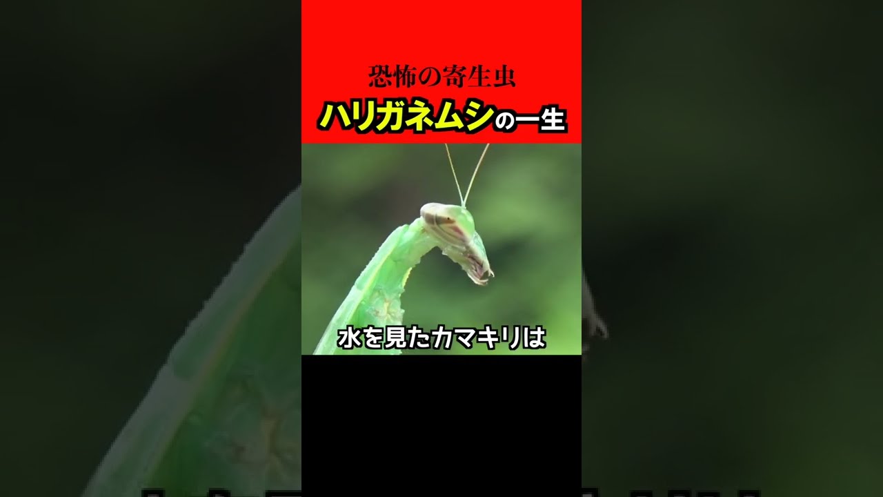 ハリガネムシの一生が怖すぎる...