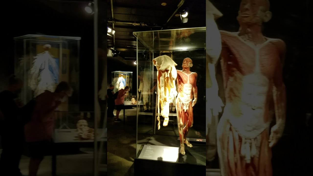 Skin Man &ndash; Światy ciała i cykl życia &ndash; Muzeum Nauk Przyrodniczych w Houston