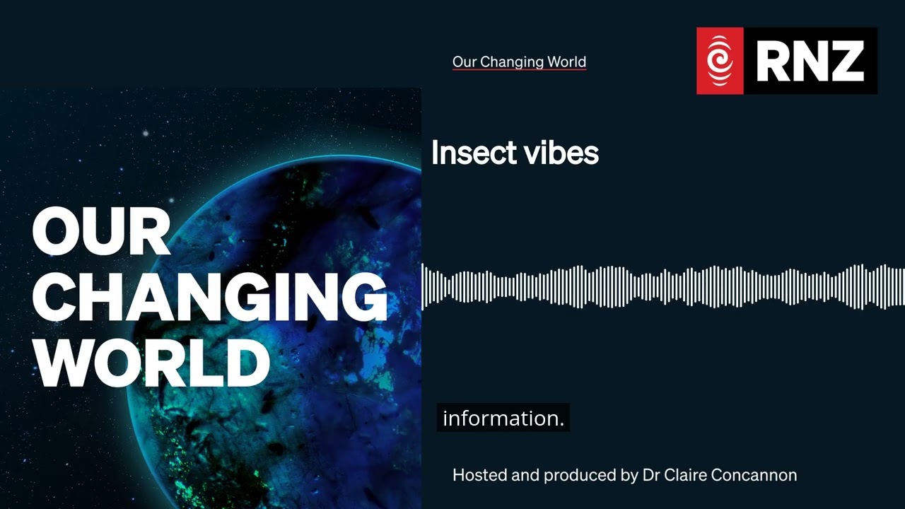 Insect vibes | Our Changing World