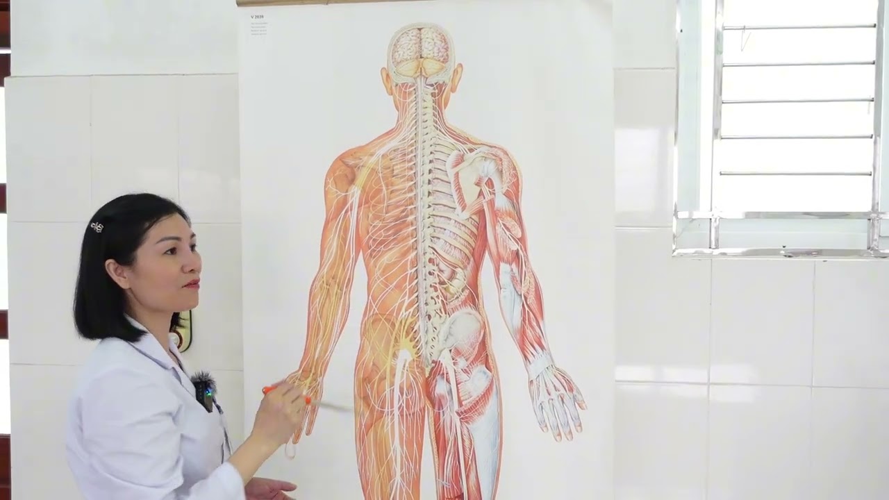 Hệ thần kinh bài 1: Giải phẫu Tủy sống