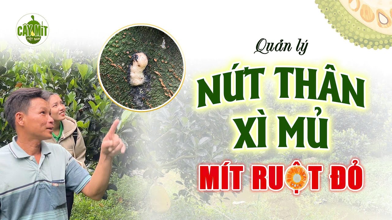QUẢN LÝ NỨT THÂN XÌ MỦ MÍT RUỘT ĐỎ GIAI ĐOẠN MANG TRÁI 
