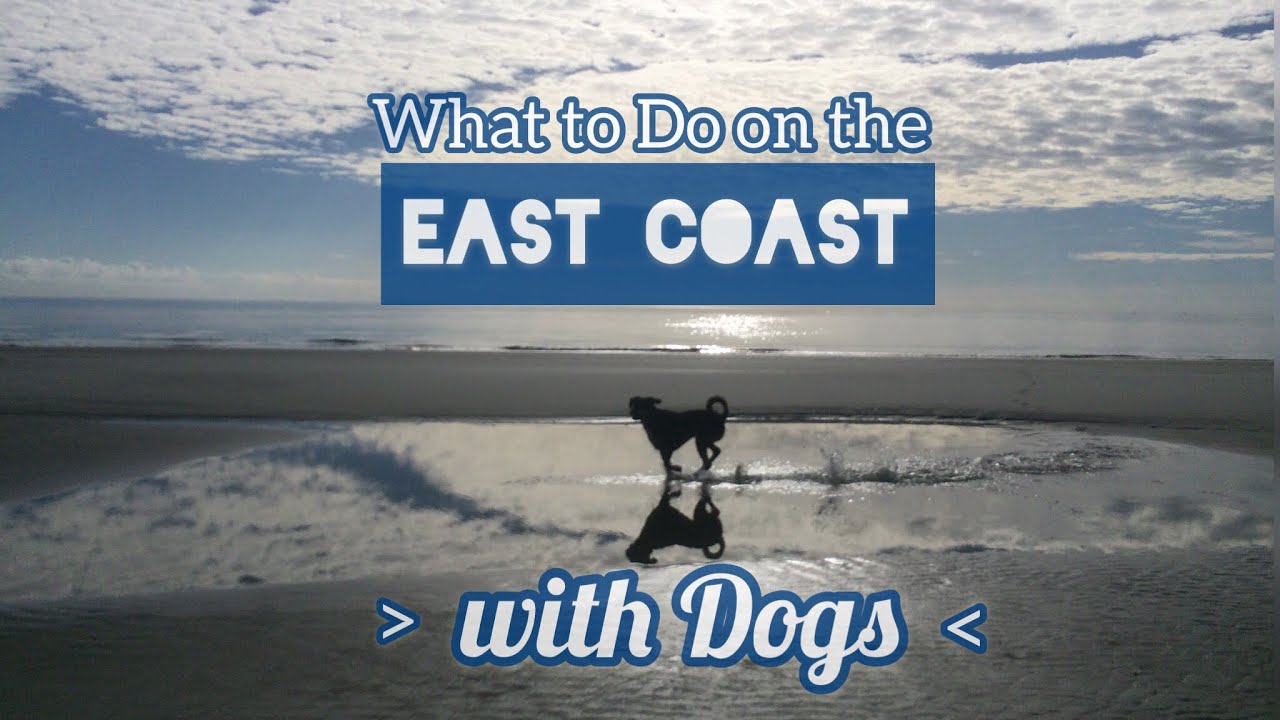 East Coast with Dogs? Find a Dog Friendly Beach!