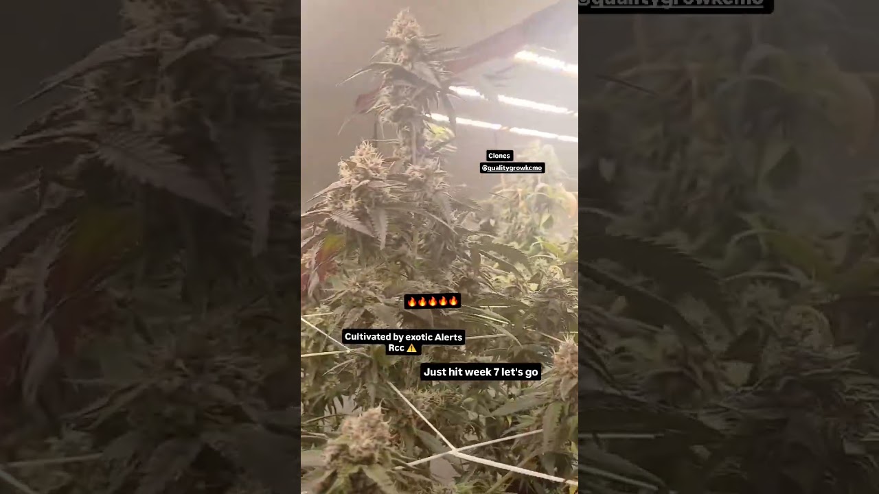 week 7 exotic Alerts Rcc ⚠️/subzero strain/Super buff cherry 🍒 in more