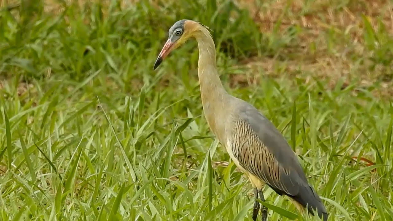 Maria-faceira: Uai! Parou por quê? Por quê parou? (Syrigma sibilatrix), Whistling Heron