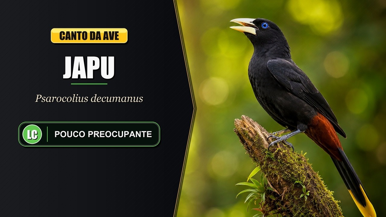 Canto do Japu - (Psarocolius Decumanus)