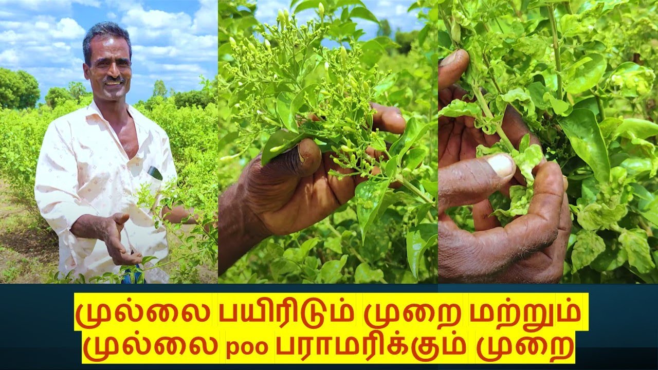 Mullai Poo Pairidum Murai | முல்லை பயிரிடும் முறை மற்றும் முல்லை poo பராமரிக்கும் முறை #mullaipoo