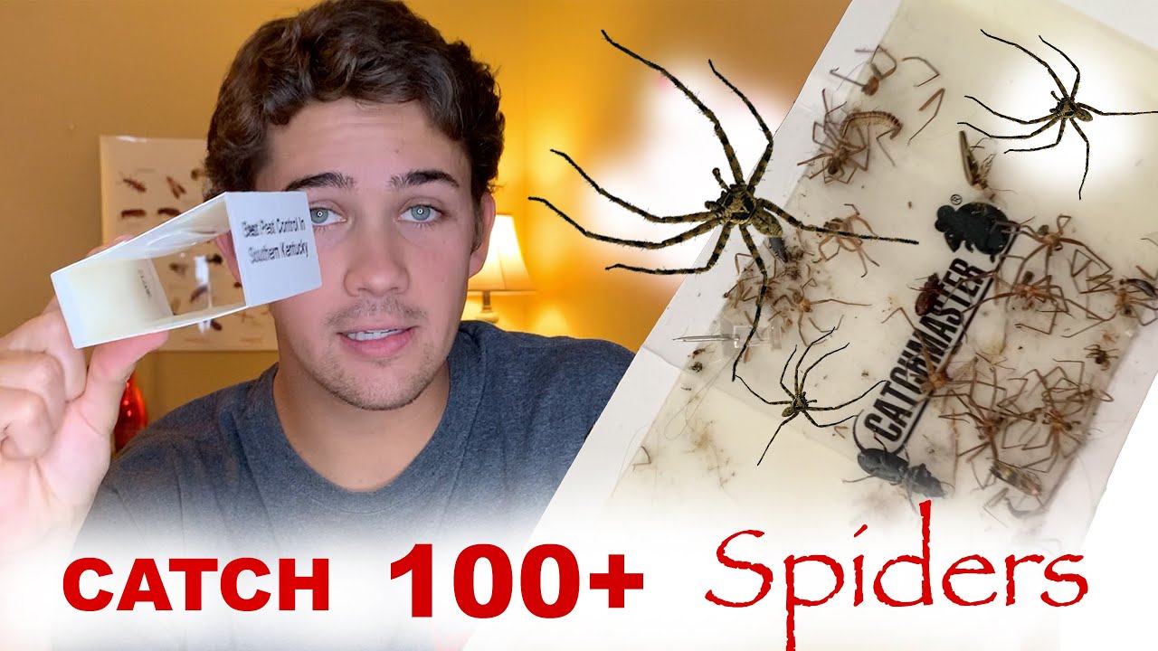 Using Glue Boards to Catch Brown Recluse Spiders