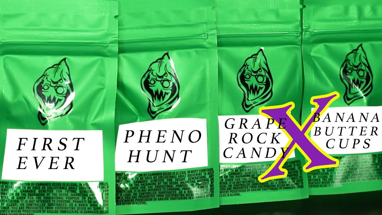 PHENO HUNT | GRC x BBC | EPISODE 1