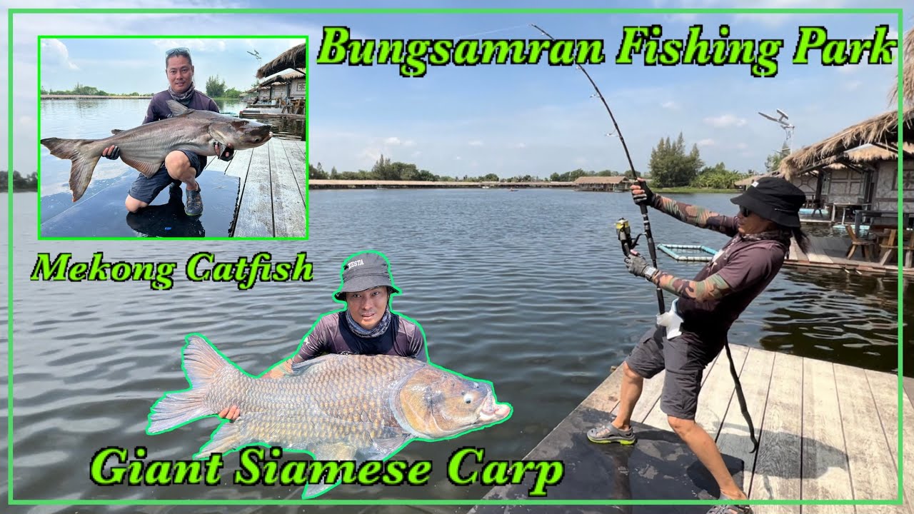 DQ Bangkok fishing adventure/ Bungsamran Giant Siamese Carp/ Mekong catfish