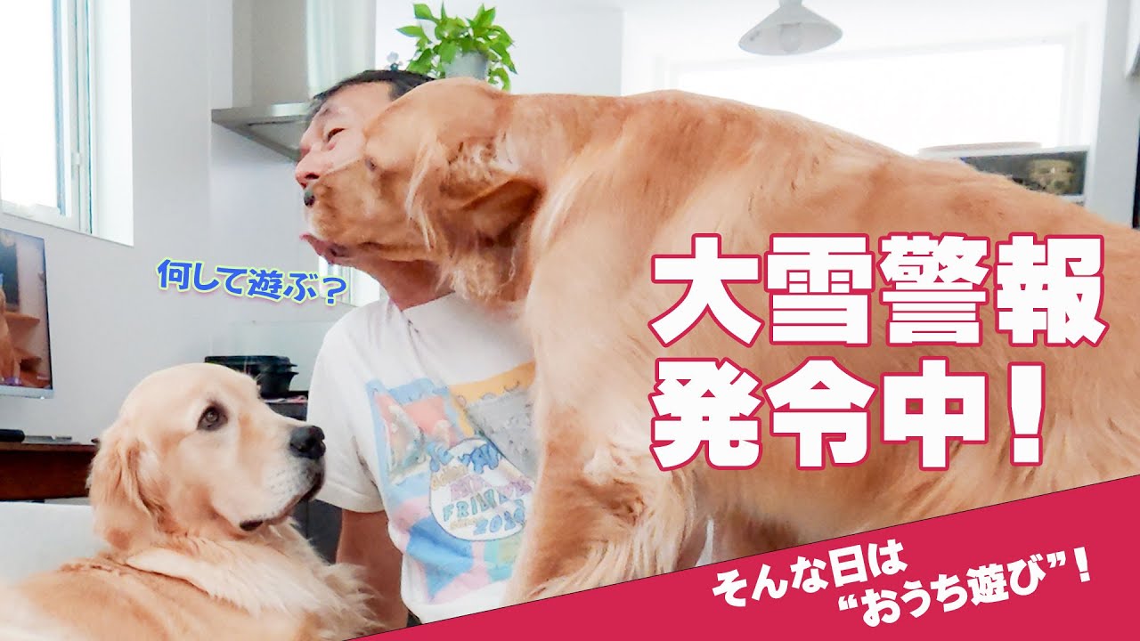 【大寒波なのでおうち遊び】アルエルの“おやつ捜査班”が始動！からの雪ワンプロ！