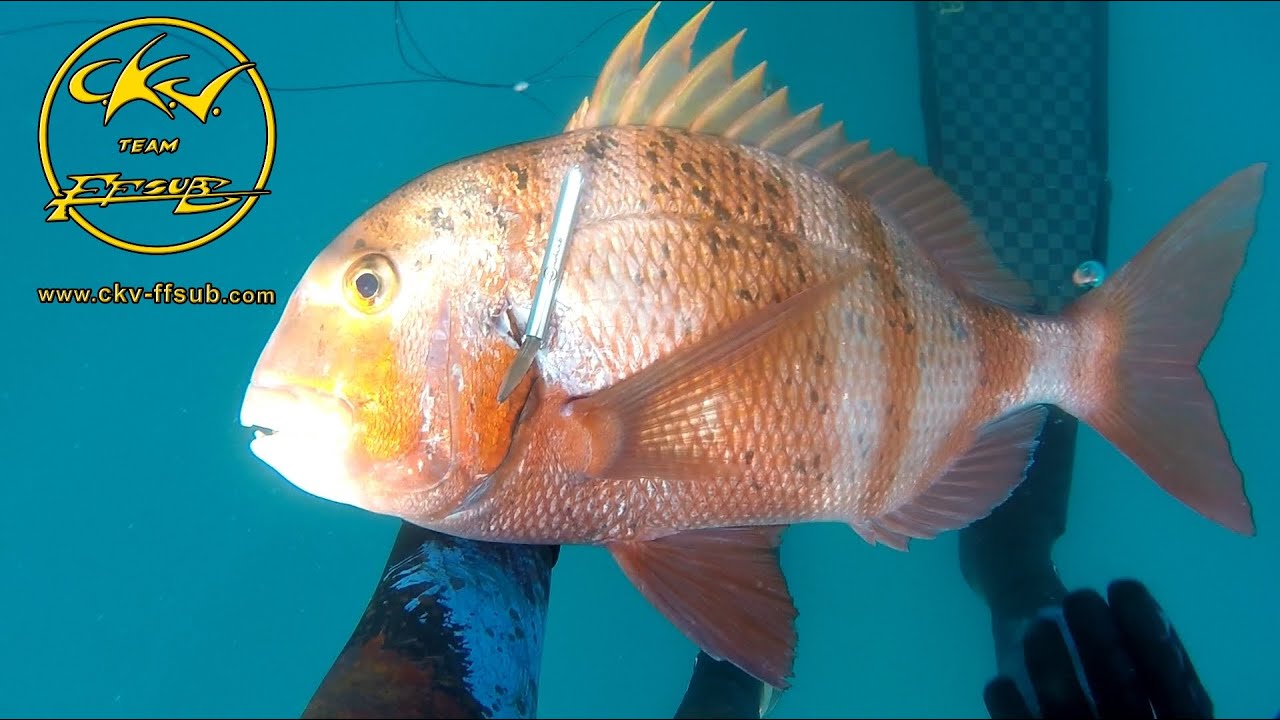 Pesca Submarina. Peso variable borriquete y urta