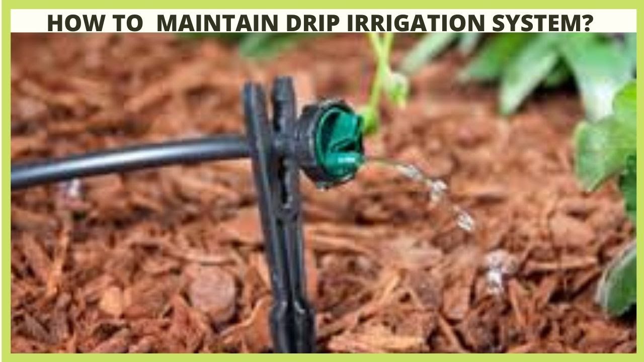 Drip Irrigation: How to Maintain Drip Laterals, Filters and Emitters in Drip Irrigation System